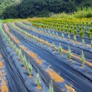 유계리 농장 이미지