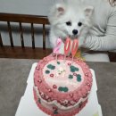 굿모닝퍼피 이미지