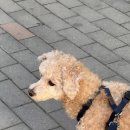 4월 일상 다시시작?