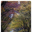 중앙화원 이미지