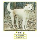 흰둥이 이미지