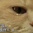 자이헤어겔러리