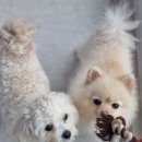 사랑한다, 멍 이미지