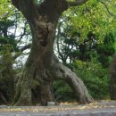 일출랜드식물원 이미지