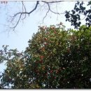 동백아가씨 이미지