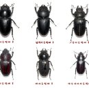 중앙2사슴 이미지