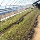 영우농장 이미지