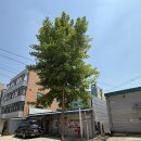 산책로 벌목 도로 큰나무 제거작업
