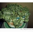 피트니아 이미지