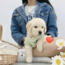 오독안심분양센터강아지분양고양이분양 - 하남시 미사강변대로34번길 120 | 오독안심분양센터강아지분양고양이분양