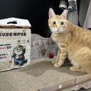 홍익트레이딩 | 집사님들 집중! 먼지 없고 냄새 없는 고양이두부모래 후기!