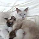 고양이전문점 허니캣 이미지