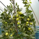 왕대추나무-왕대추나무 재배 방법 이미지