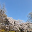 [4월 첫째주] 경성빵공장 올림픽공원점, 긴자올림픽점, 벚꽂놀이 연세대~신촌거리, 양주르