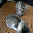 영천2주유소 이미지