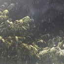 시샘 Daum카페