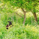 용초마을 이미지