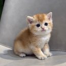 울산고양이분양 도레미캣 이미지