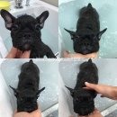 멜로디펫살롱 이미지