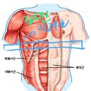 소흉근의 역할 이미지