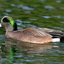 추억 !! American Wigeon(美) 시리즈 1, 2, 3 이미지