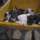 꽃보다강아지 이미지