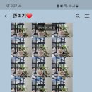 베쥬플라워