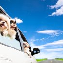 참누리동물병원 이미지