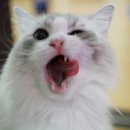 랙돌캐터리올리비아 이미지