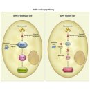 뉴욕종합동물병원 이미지
