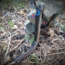 장어와미꾸라지 이미지