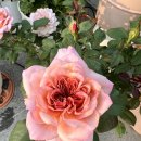 아오이로즈