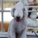 달이네 애견미용실 이미지