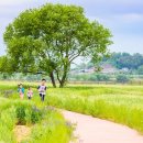 주세붕묘역 | 함안 칠서 생태공원 청보리·작약 축제 🌿 꽃길 따라 봄축제 즐기기!