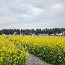송계로 | 무안 도리포 유채꽃 축제 전 방문 후기 송계해변까지