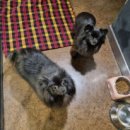 애견호텔 개인 이미지