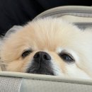 [속초 홍게 무한리필 내돈내산] 애견동반 가능한 해원 솔직후기