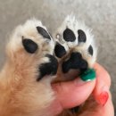 푸우동물병원 이미지