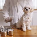 엔케어동물의료센터 이미지