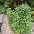 김수녕양궁장 이미지