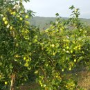 갈치농장 이미지