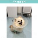 호박동물병원 네이버블로그