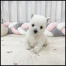 멍앤냥 강아지고양이 안양점 이미지