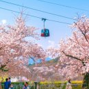 보현 별빛로 왕벚나무길 | 전국 벚꽃 개화시기(봄나들이)/벚꽃축제일정 3~4월 놀러가기 좋은 날