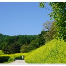 청주시 상당구 낭성면 추정리 유채꽃밭- by 향기 이정순 이미지