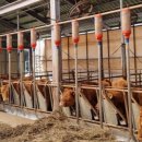 우들농장 | 임신우에게 육성 사료를 줘도 될까(2편)? 좁은 축사에서 당장 통하는 '임신우 육성 사료' 실전 관리법!