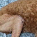 혜원켄넬 | 슬개골탈구 4기 수술 경과_3주 차 기록