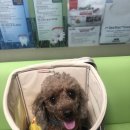 쿨펫동물병원(이마트 중동점) 이미지