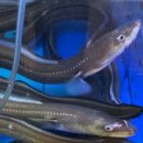 수협바다식당 이미지