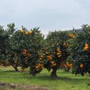 드림농원 민박 | 제철 맞은 제주감귤 수확철 맞아 ' 감귤 따기 체험' 관광객 북적...조천읍 '드림농원' 타이백 감귤